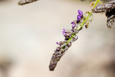 Close-up of purple flowers