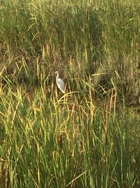 Bird perching on grass by lake