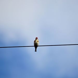 Low angle view of bird perching on cable against clear sky