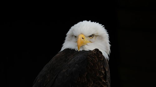 Close-up of eagle against black background