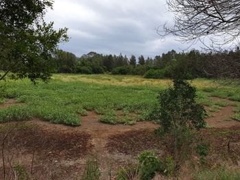 Scenic view of field against sky