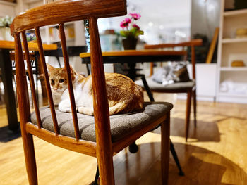 View of an animal on table at home