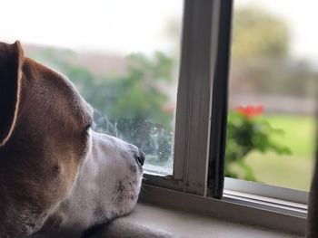 Close-up of dog looking through window