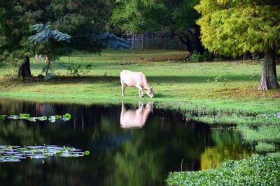 Horse in lake by trees