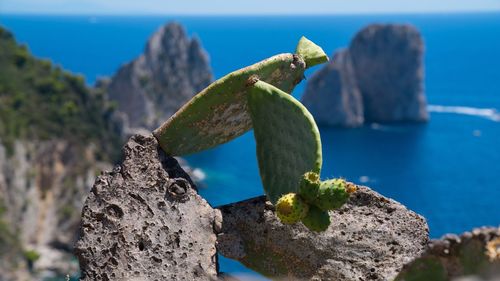 Close-up of cactus on rock by sea against sky