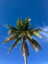 Low angle view of palm tree against blue sky