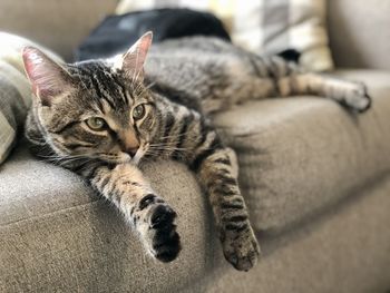 Portrait of a cat resting on sofa