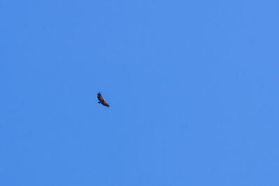 Low angle view of bird flying