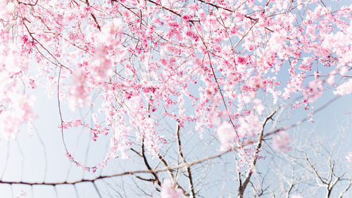 Low angle view of cherry blossom tree