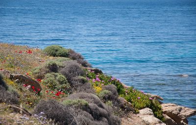 High angle view of plants by sea