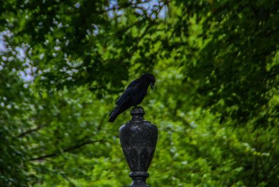 Bird perching on a tree