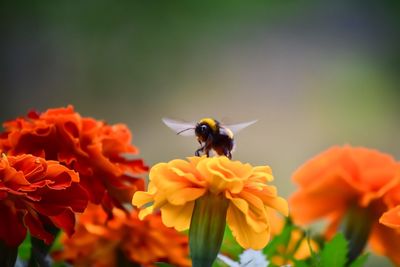 Close-up of bee on yellow flowers