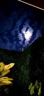 Scenic view of yellow flower field against sky at night