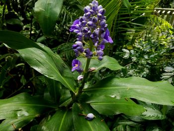 Close-up of purple flowers