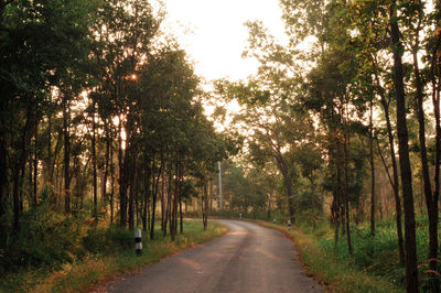 Road amidst trees in forest
