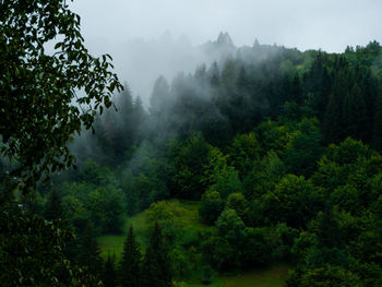 Trees in forest