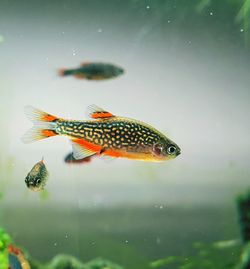 Close-up of fish swimming in sea