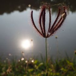 Close-up of plant against sky