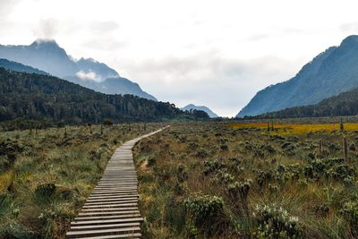 A wooden footpath in the wild at rwenzori mountains, uganda