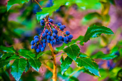 Blue berries of