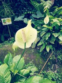 High angle view of white flowering plant