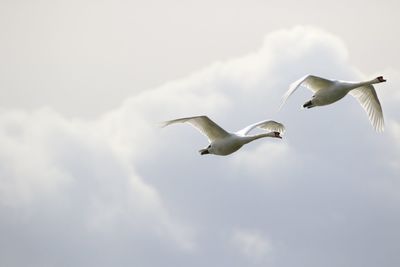 Low angle view of swans  flying in sky
