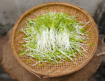 High angle view of succulent plant in basket