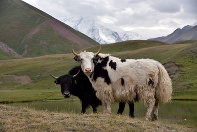 Two yaks watching at peak lenin base camp