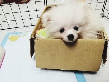 Portrait of white puppy