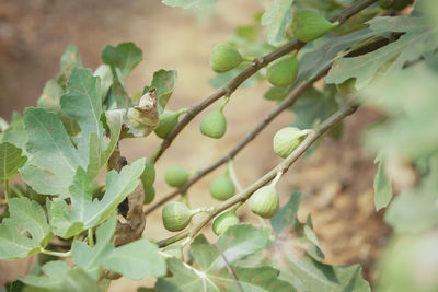 Close-up of fruit growing on plant