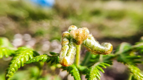 Close-up of fresh green flower plant