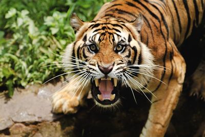 High angle portrait of tiger roaring while standing in forest