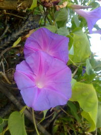 Close-up of purple flower