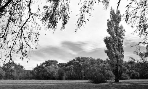 Trees on field against sky