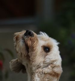 Close-up of dog looking up