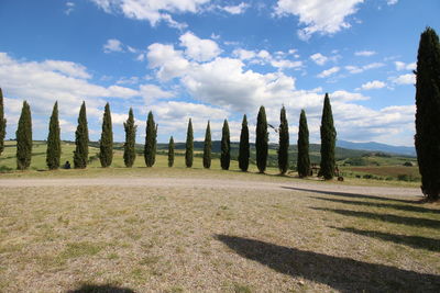 Panoramic view of trees on field against cloudy sky