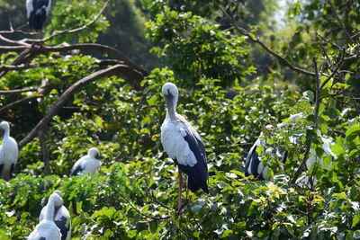 Stork perching on tree