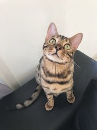 Portrait of tabby cat sitting on floor