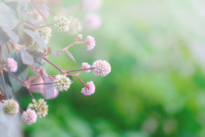 Close-up of pink flowers