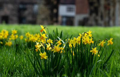 Close-up of yellow flowering plants on field