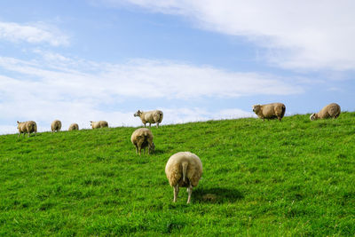 Sheep on field against sky