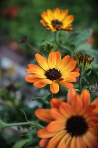 Close-up of orange flowering plant