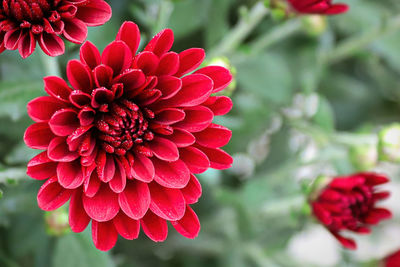 Close-up of red dahlia