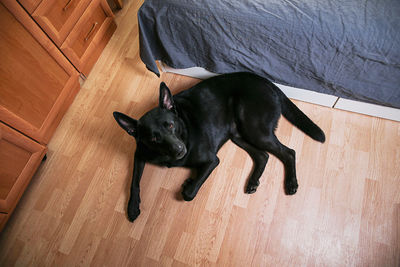 High angle view of black dog lying down on floor