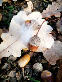 High angle view of mushrooms growing on field