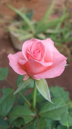 Close-up of pink rose blooming outdoors