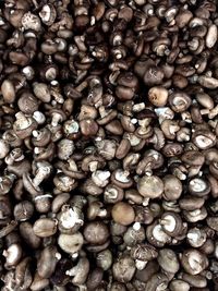Full frame shot of coffee beans