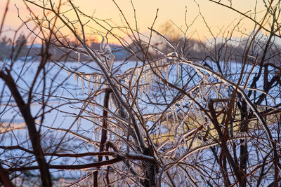 Bare trees against sky during winter