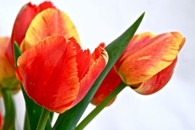 Close-up of orange tulips against white background