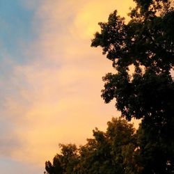 Low angle view of trees against sky